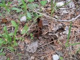 Helvella silvicola image