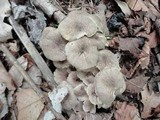 Polyporus umbellatus image