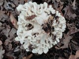 Polyporus umbellatus image