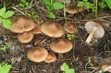 Inocybe fuscidula image