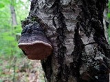 Phellinus tremulae image