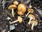 Inocybe sierraensis image