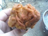 Gyromitra montana image