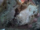 Gyromitra montana image