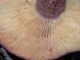 Rugosomyces onychinus image