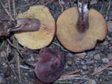 Rugosomyces onychinus image