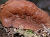 Discina ancilis image