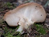 Discina ancilis image