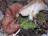 Discina ancilis image