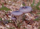 Bolbitius reticulatus image