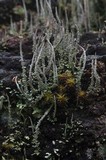 Cladonia coniocraea image