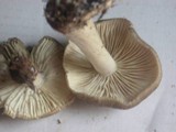 Megacollybia rodmani image