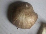 Megacollybia rodmani image