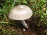 Amanita sect. Vaginatae image