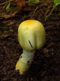 Agaricus auricolor image