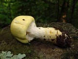 Agaricus auricolor image