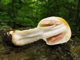 Agaricus auricolor image