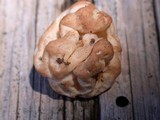Hydnotrya variiformis image