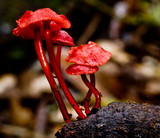 Mycena viscidocruenta image