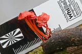 Mycena viscidocruenta image