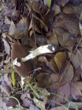 Termitomyces eurhizus image