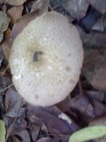 Termitomyces eurhizus image