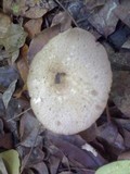 Termitomyces eurhizus image