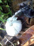 Chlorophyllum hortense image