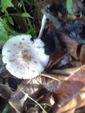 Chlorophyllum hortense image