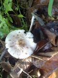Chlorophyllum hortense image
