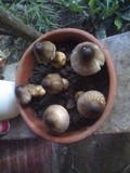 Volvariella volvacea image