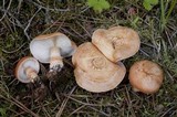 Cystodermella cinnabarina image