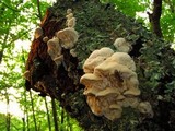 Sarcodontia pachyodon image
