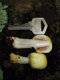 Agaricus auricolor image