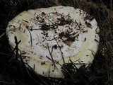 Amanita vernicoccora image