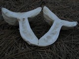 Amanita vernicoccora image