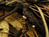 Marasmius quercophilus image