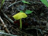 Entoloma incanum image