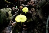 Entoloma incanum image