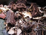 Mycena vulgaris image