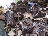 Mycena vulgaris image