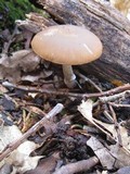 Psathyrella ellenae var. yubaensis image