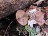 Psathyrella ellenae var. yubaensis image