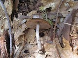 Psathyrella ellenae var. yubaensis image