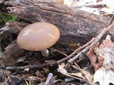 Psathyrella ellenae var. yubaensis image