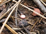 Lycogala epidendrum image