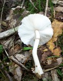 Leucoagaricus rubrotinctus image