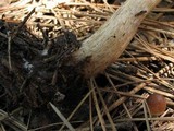 Pluteus primus image