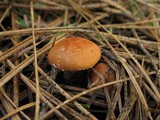 Cystodermella cinnabarina image
