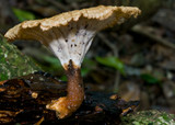 Cymatoderma elegans image